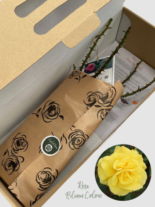 Korresia bare root rose