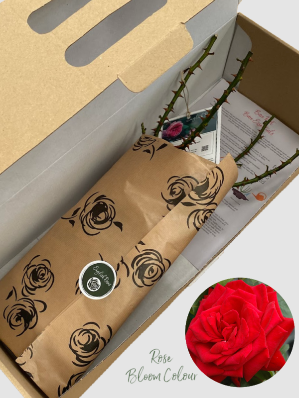 Loving Memory bare root rose