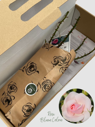 Many Happy Returns bare root rose