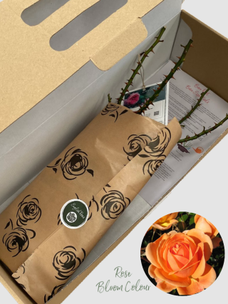 Perfect Pet bare root rose