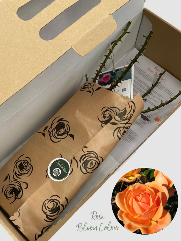 Perfect Pet bare root rose