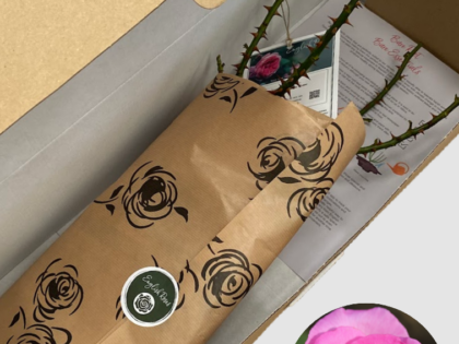 Pink Perfection Rose - Bare Root Pink Perfection Rose - Bare Root Image