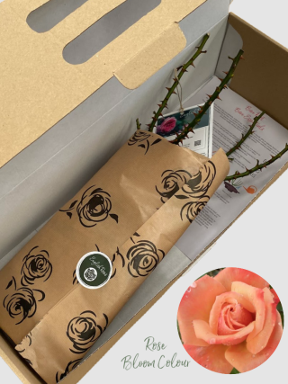 Remember Me bare root rose
