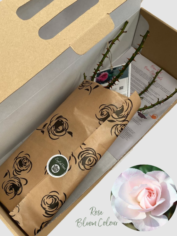 Remember bare root rose