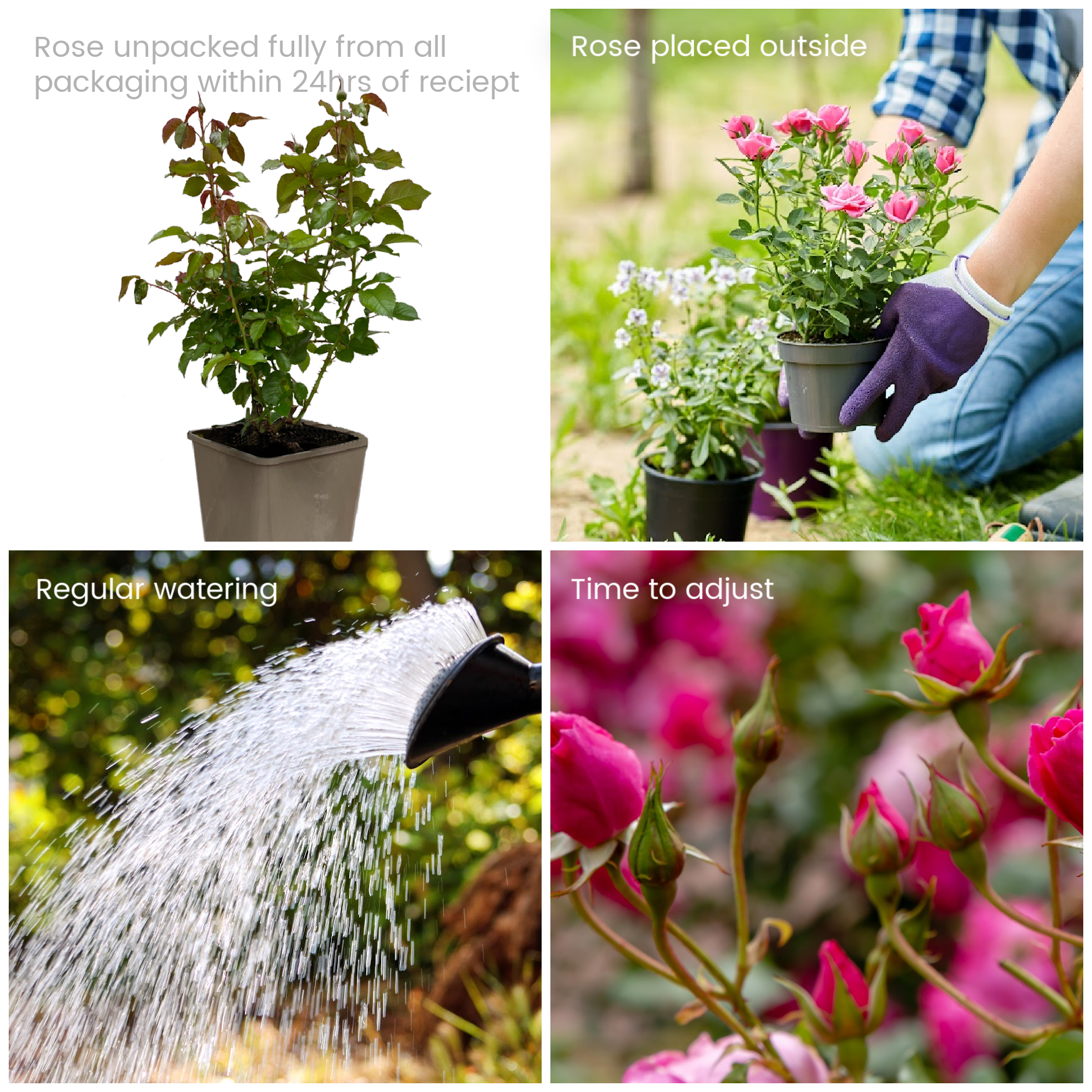 Maintained Roses I Need Help With My Rose! - Rose Care FAQs - English Roses