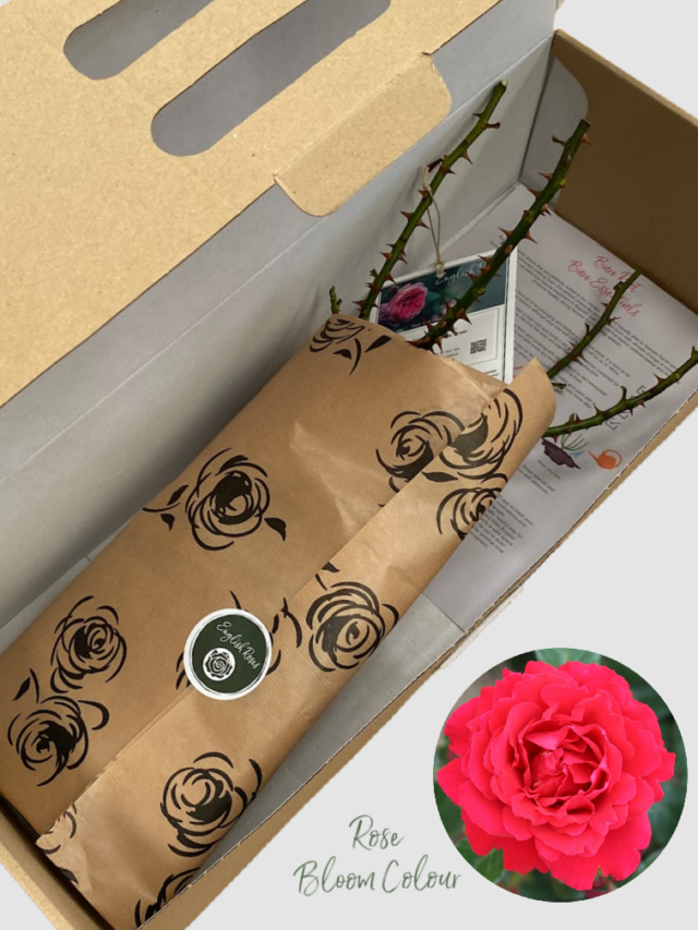 40 Single Roses Ruby 40th Rose Bare Root - 40th Wedding Anniversary - English Roses