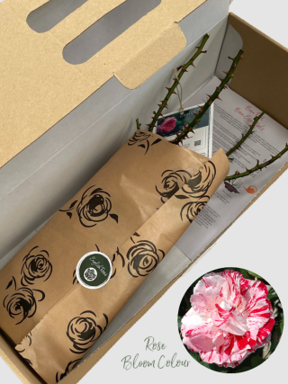 Scentimental bare root rose