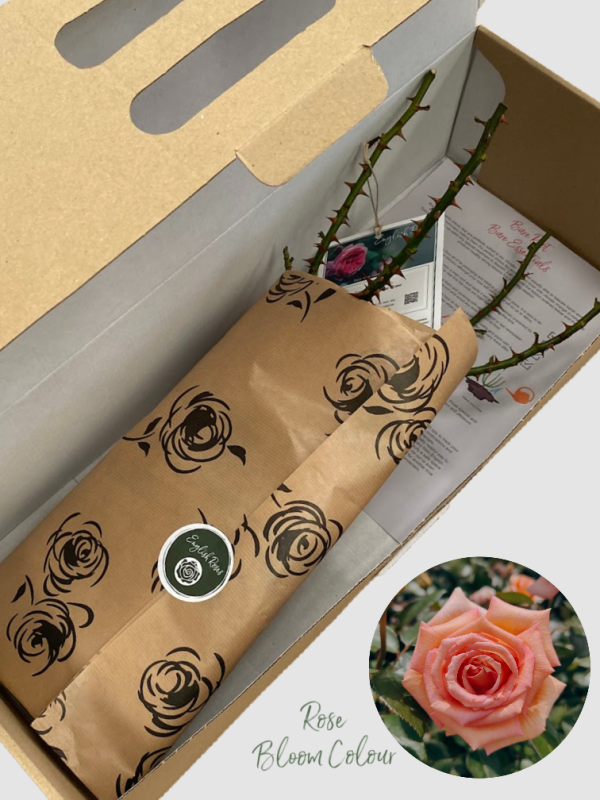 Scentsation bare root rose