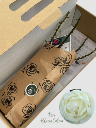 Silver Anniversary bare root rose