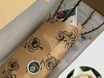 Special Day Rose - Bare Root Special Day Rose - Bare Root Image