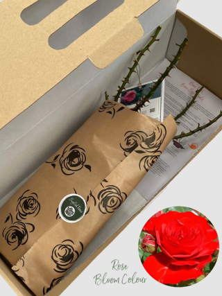 Special Grandad bare root rose