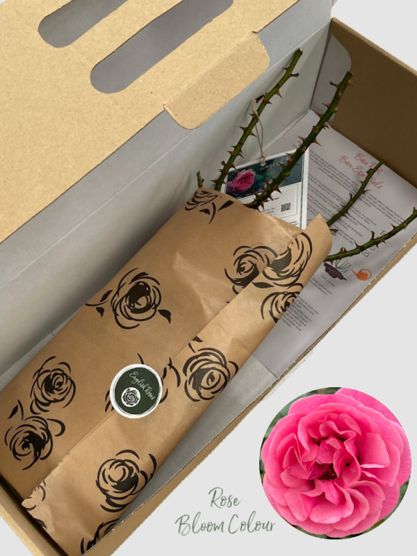 Special Grandma bare root rose