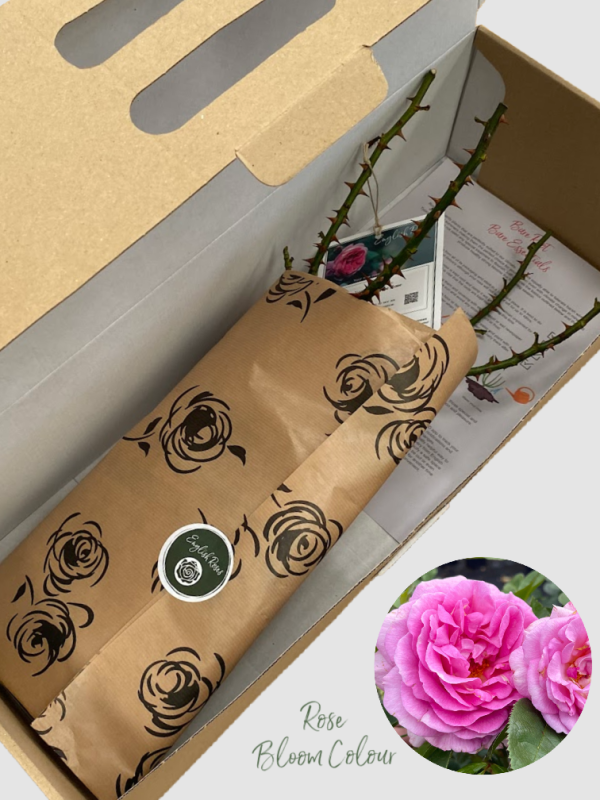 Special Mum bare root rose