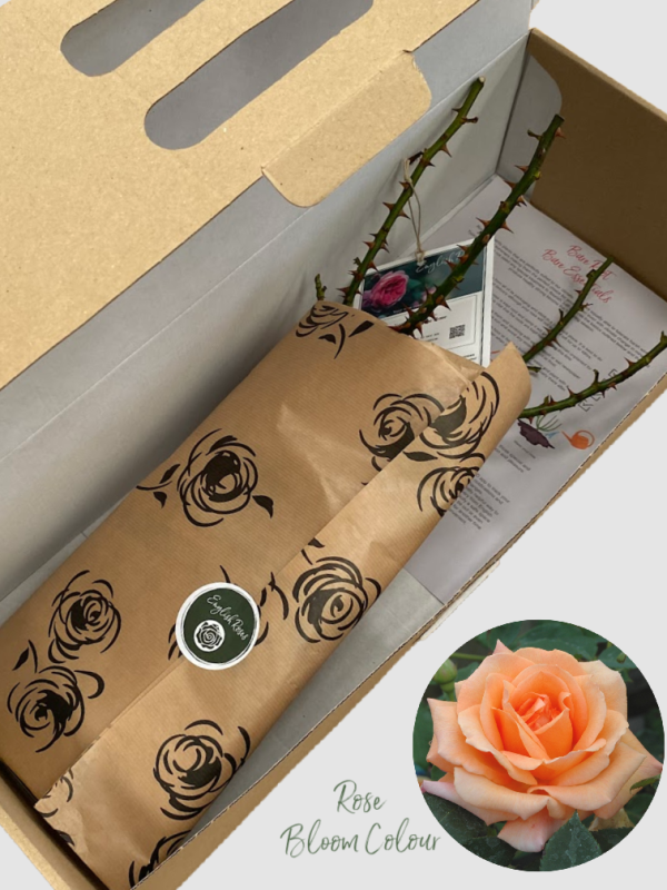 Special Occasion bare root rose