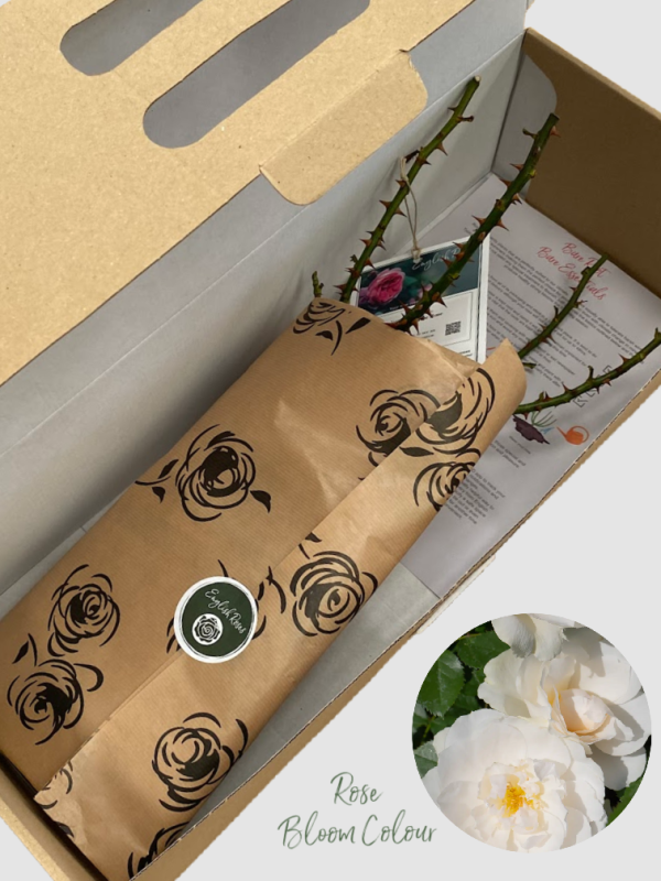 Your Wedding Day bare root rose