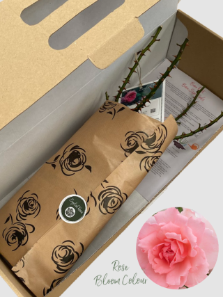 X / Y / Z Bare Root Roses - UK Delivery - Now available at English