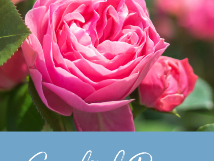 E-Gift Card