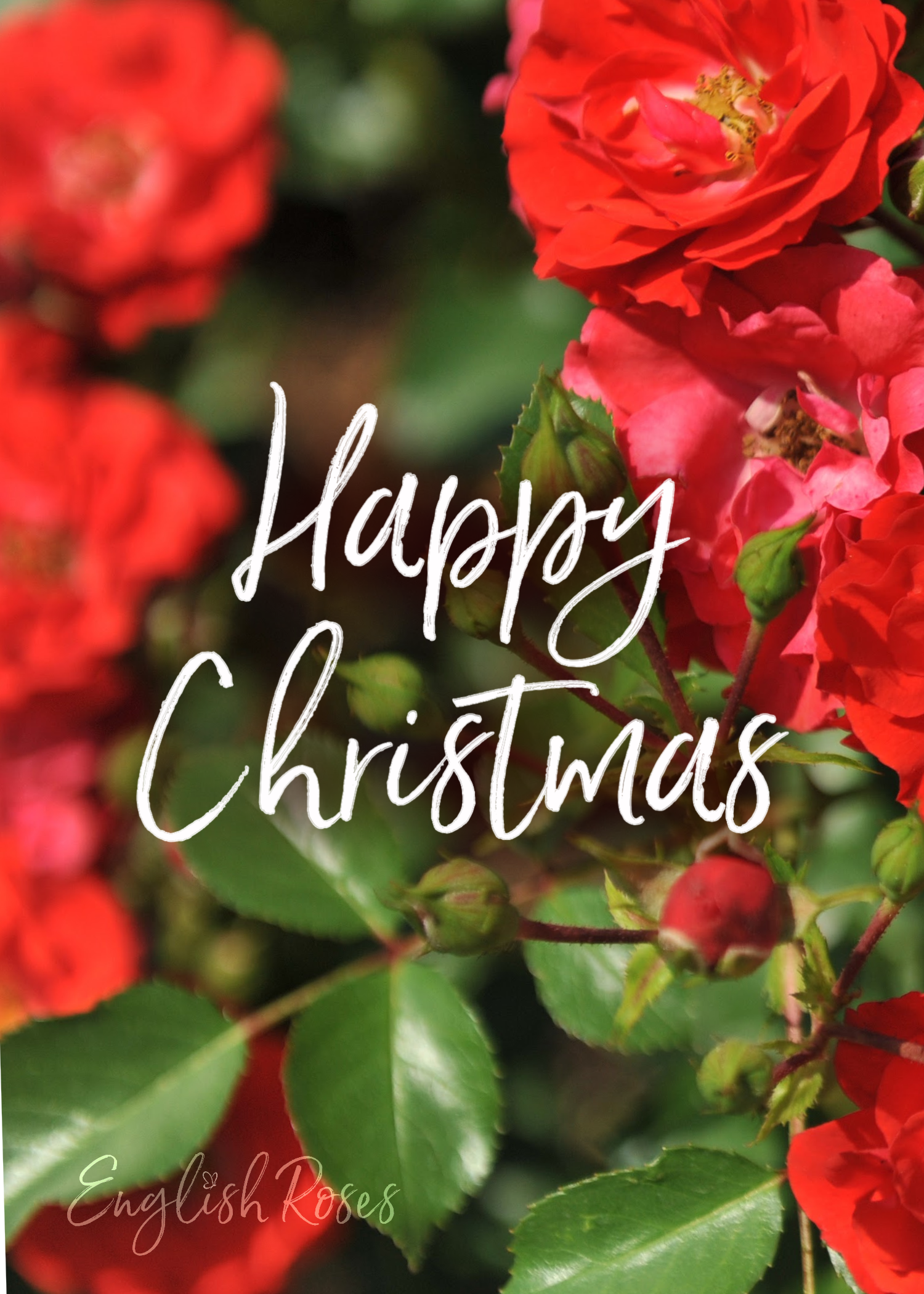 E-Gift Card Christmas