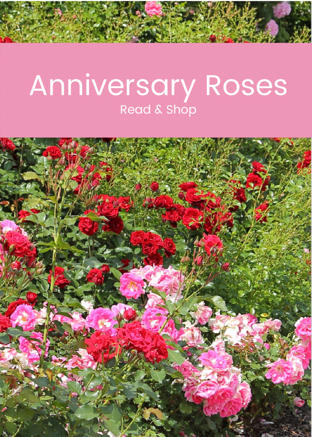 Anniversary Roses