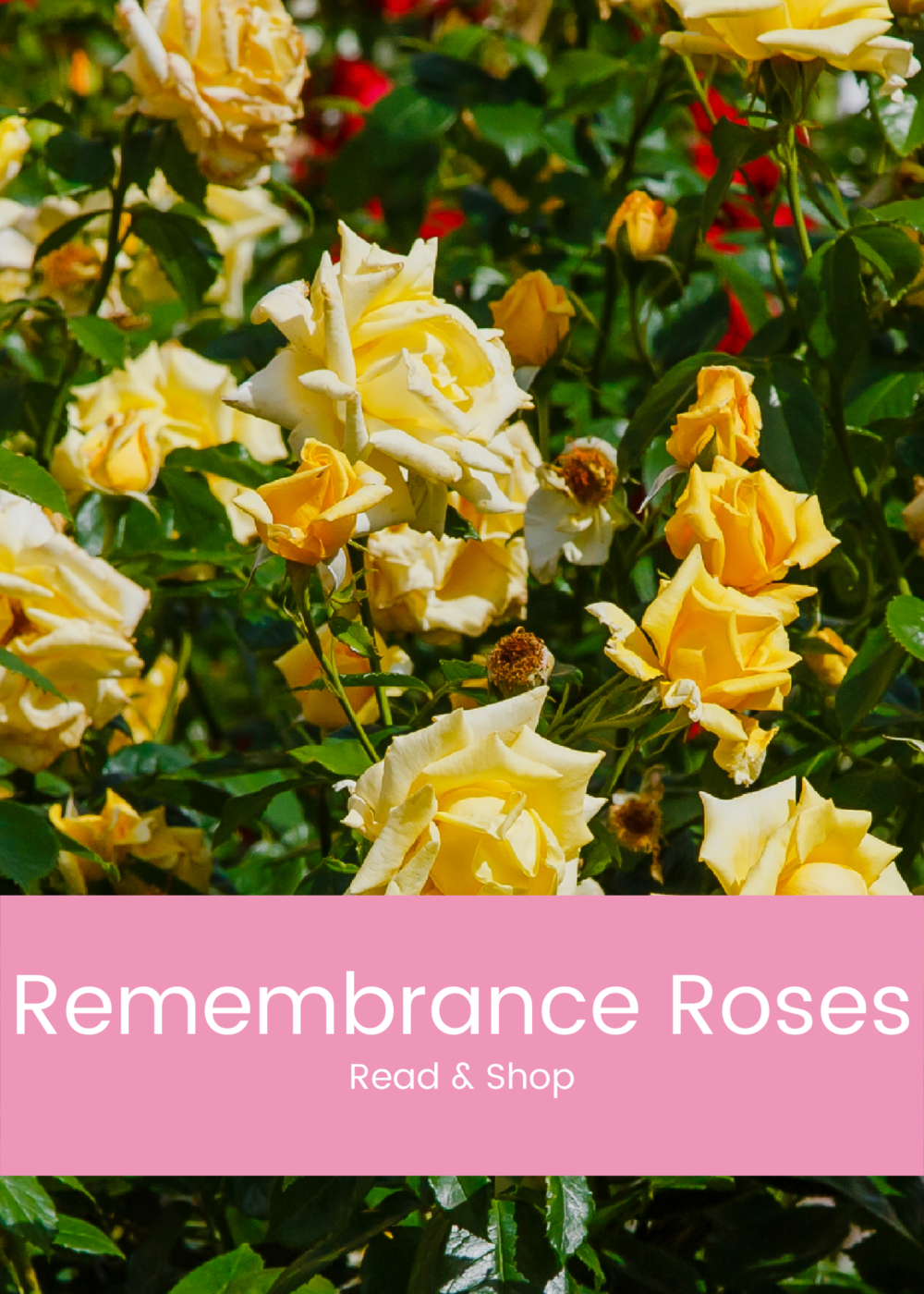 Remembrance Roses