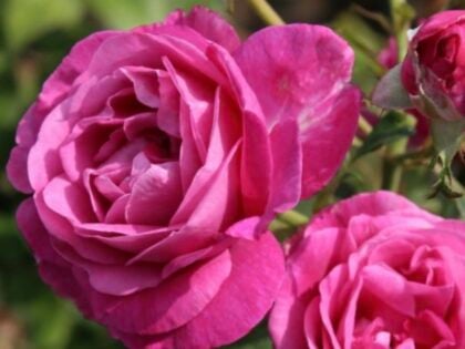 Remembering One In A Million - English Roses Memory Gift Remembering One In A Million - English Roses Memory Gift Image