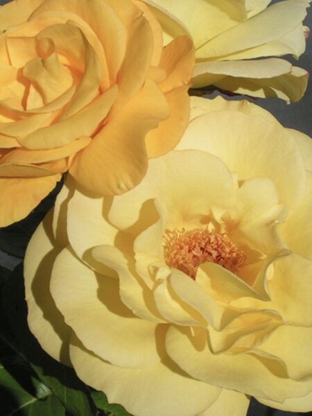 Climbing Arthur Bell Rose