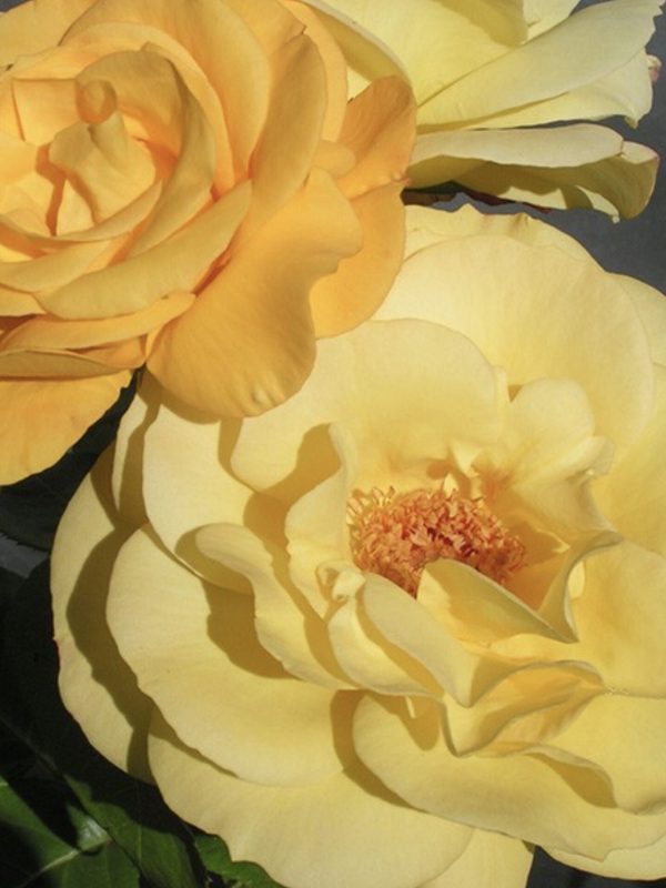 Climbing Arthur Bell Rose