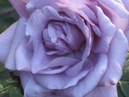 Climbing Blue Moon Rose Image