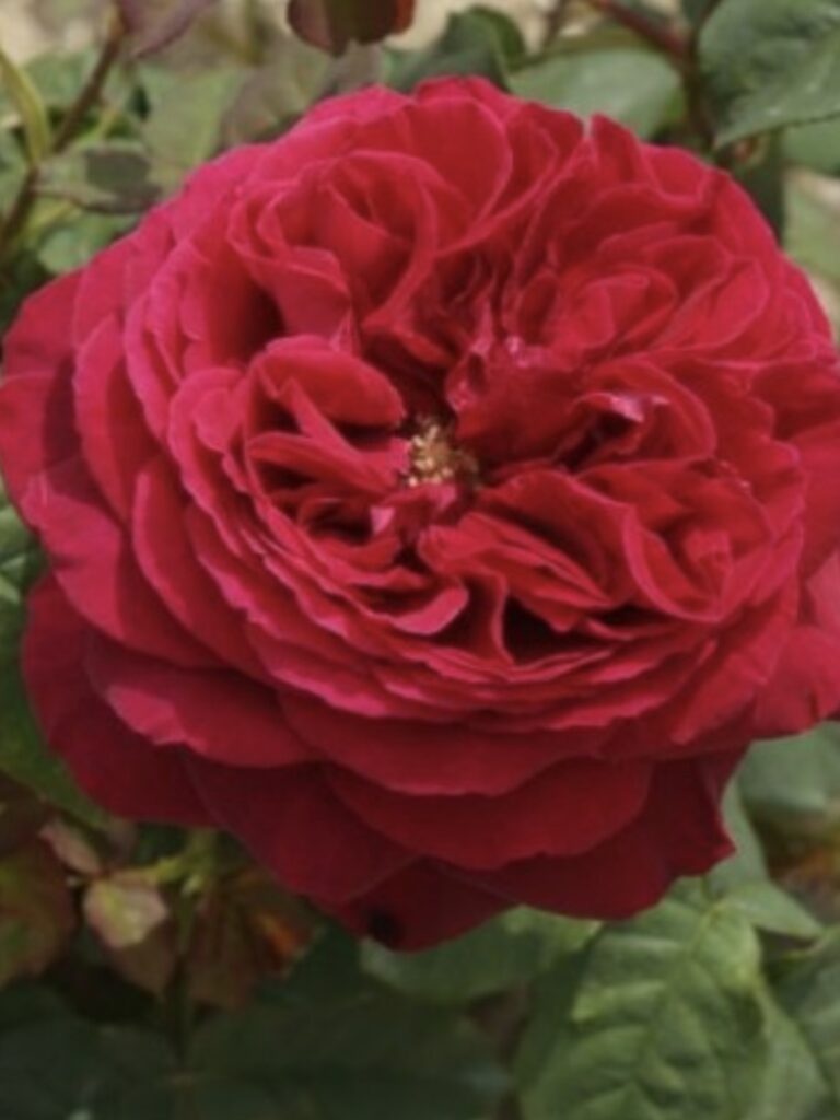 E P Roses O / P Roses - Next Day UK Delivery Available - English Roses