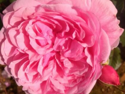 Lucy In The Sky Rose Image