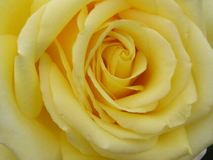 Golden Moment Rose Image