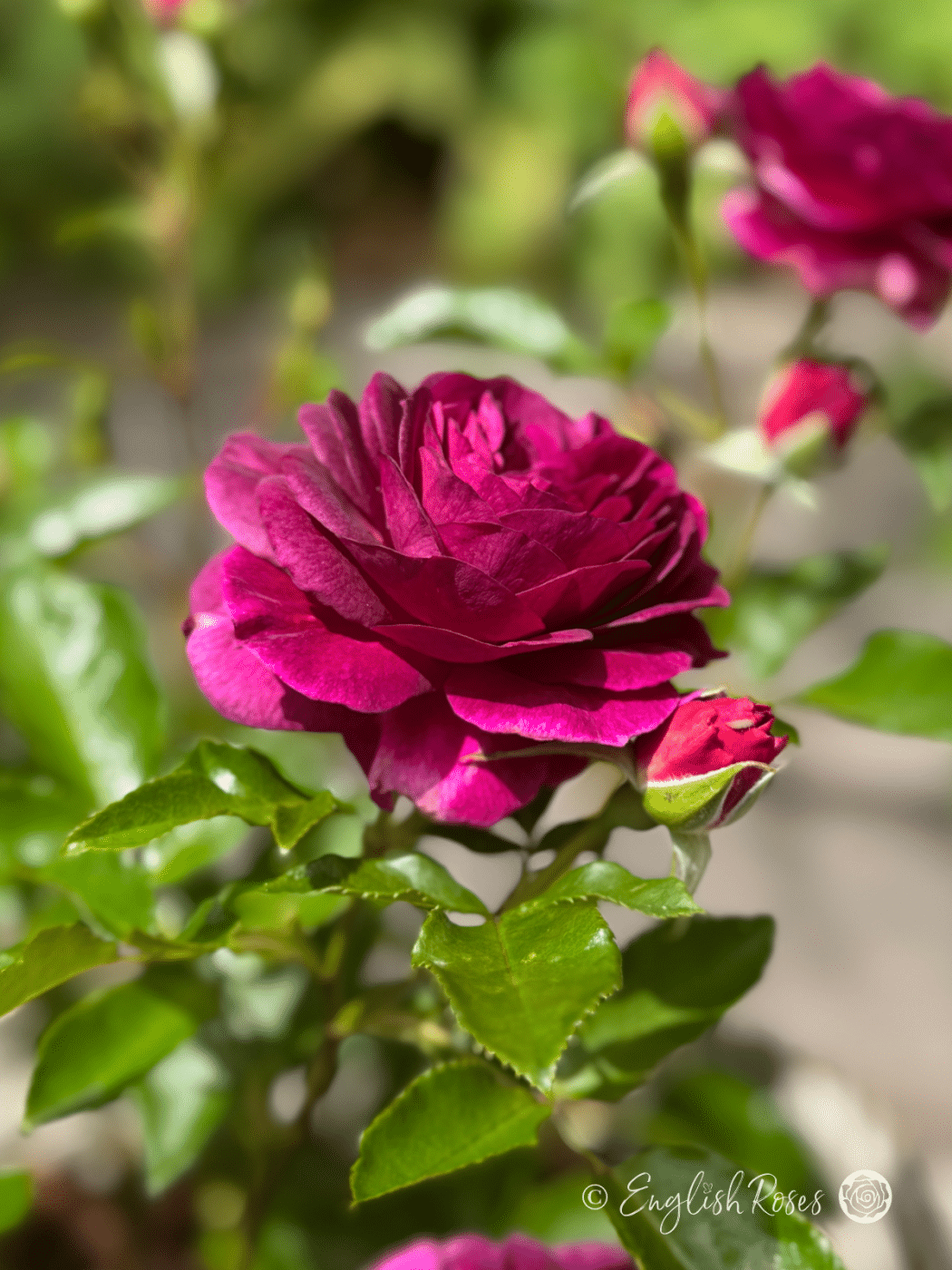 Ebb Tide Rose Single Bloom Main Image - purple rose bloom with healthy green foliage and buds
