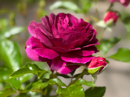 Ebb Tide Rose Image