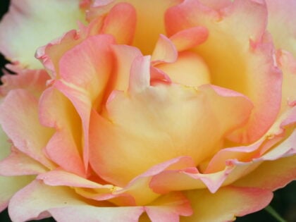 Fathers Day Gift Rose Fathers Day Gift Rose Image