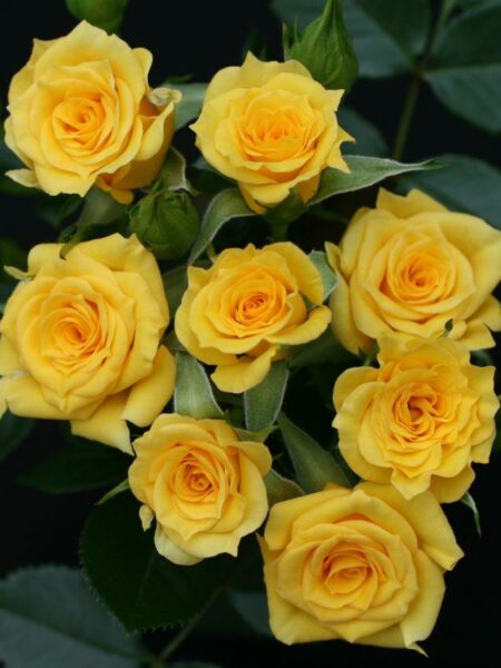 Flower Power Gold Rose