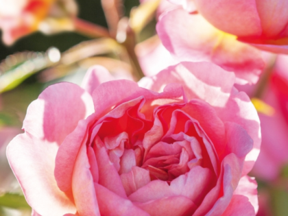 'English Shrub Rose' Greetings Card Image