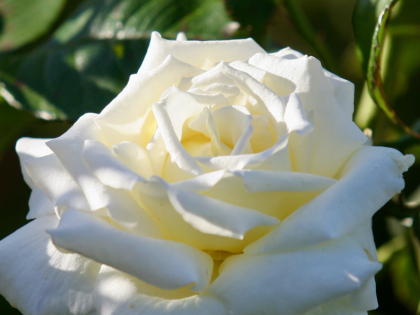 In Loving Memory Of My Brother - English Roses Gift In Loving Memory Of My Brother - English Roses Gift Image