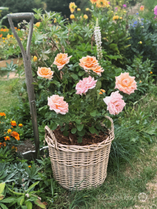 Scented Rose Gift In Memory Of Mum - English Roses Planted Basket