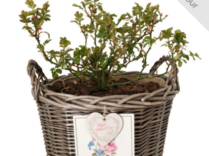 Scented Rose Gift In Memory Of Mum - English Roses Planted Basket Scented Rose Gift In Memory Of Mum - English Roses Planted Basket Image