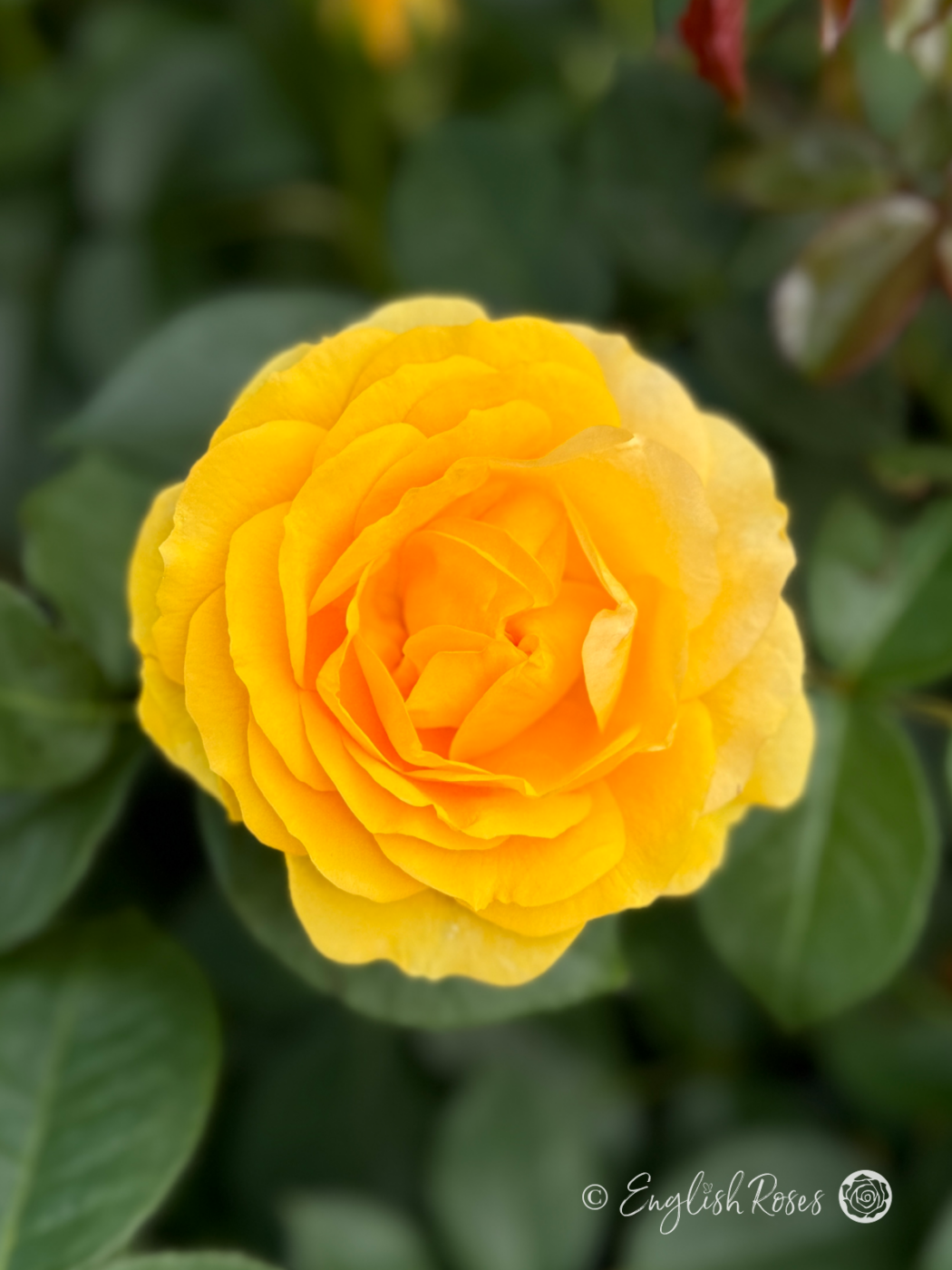 Fabulous Roses Absolutely Fabulous Rose - Gifts For Special Occasions - English Roses