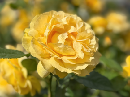 Absolutely Fabulous Rose - 80th Birthday Rose Absolutely Fabulous Rose - 80th Birthday Rose Image