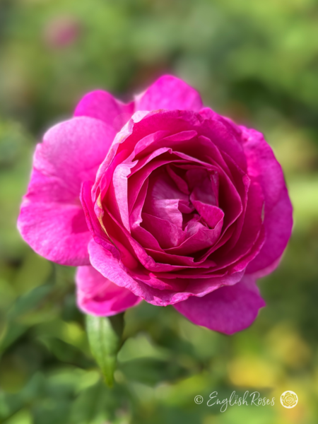 Adorable Parfuma Rose - Violet Pink Floribunda Rose - Close up photo of a single violet pink bloom