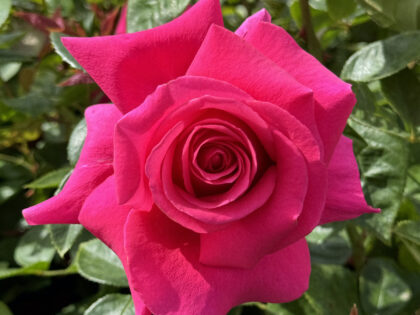 50th Birthday Gift Ideas - All My Loving Rose Image
