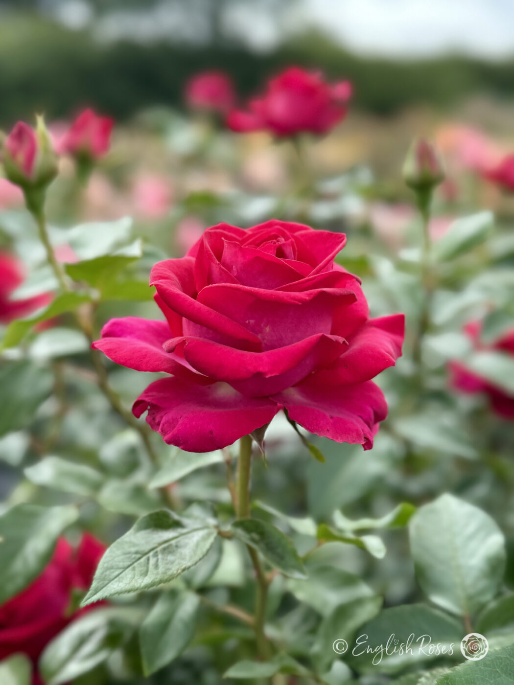 Belles Rives Rose - Specially Named Roses - English Roses