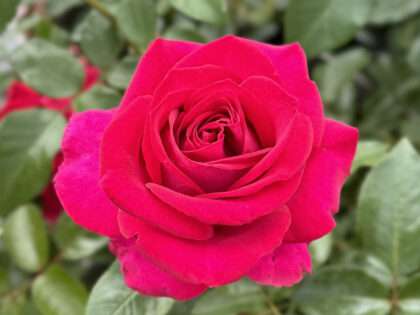 A Rose For Belle - English Roses Gift Image