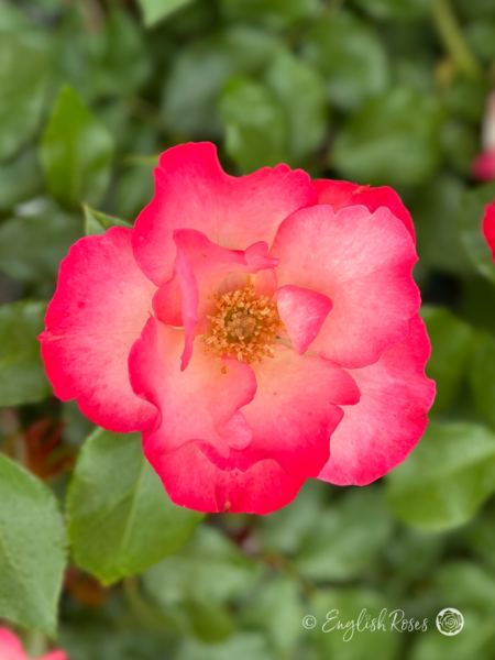 Birthday Girl Rose - Pink Floribunda Rose - Close up photo of a single pink bloom