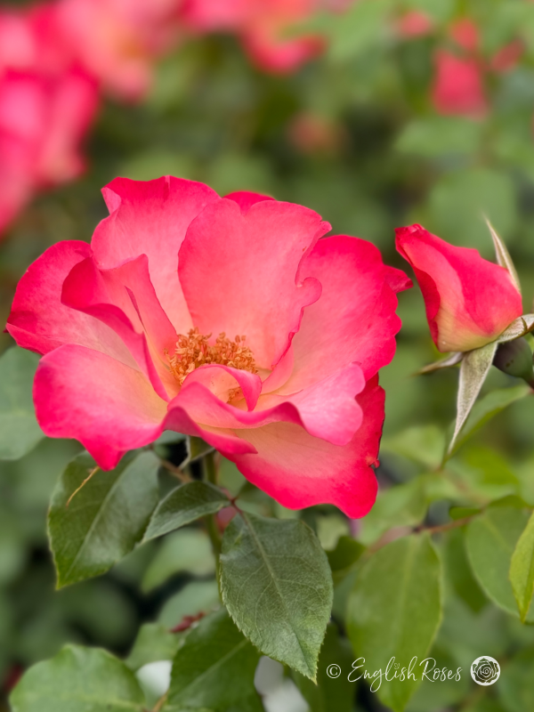 Birthday Girl Rose - Pink Floribunda Rose - A close up photo of a single bloom and bud