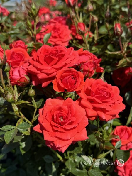 Birthday Wishes Rose - Red Patio Rose - Close up photo of a group of vibrant red blooms