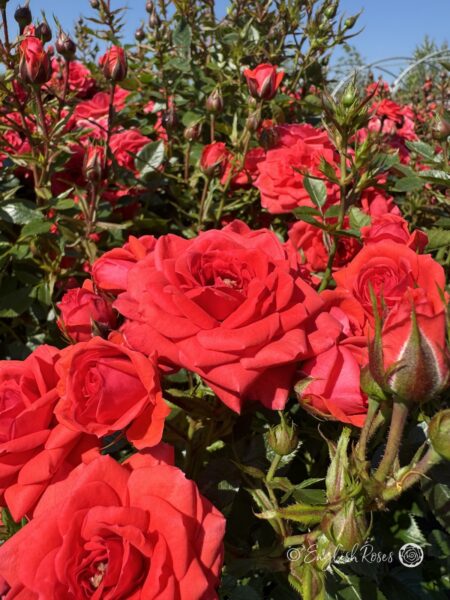 Birthday Wishes Rose - Red Patio Rose - A close up photograph of red scented blooms