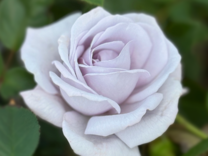 Blue Diamond Rose Image